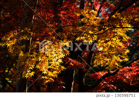 木漏れ日に光る紅葉 130398751