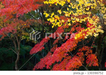 イチョウとモミジの鮮やかな紅葉 130398752