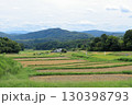 刈取りが始まった棚田 130398793