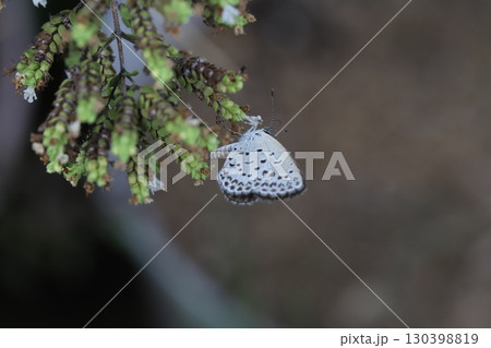 夏の庭に咲くオレガノの小さい花の蜜を吸うヤマトシジミ蝶 夏の庭に咲くオレガノの小さい花の蜜を吸うヤマトシジミ蝶 130398819