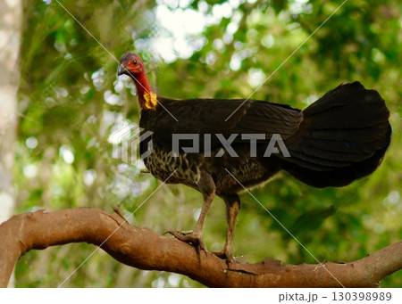 積み上げた落ち葉の発酵熱でヒナが誕生、ヤブツカツクリ。　 130398989