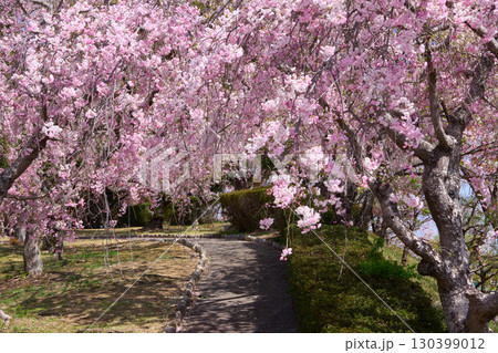 満開のしだれ桜をくぐって通る小道 130399012
