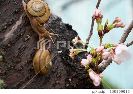 桜の木でじゃれ合う2匹のカタツムリ 130399016