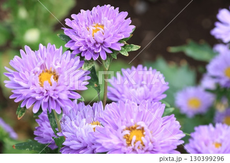 クローズアップ撮影したアスターの花 130399296