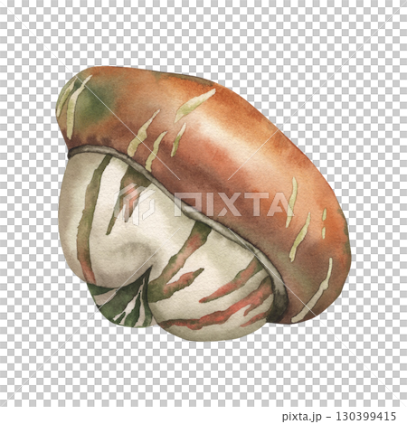 Decorative pumpkin, white, orange, green. The watercolor illustration is hand-drawn in a botanical style, isolated on a white background. For packaging design, postcards, invitations, Thanksgiving 130399415