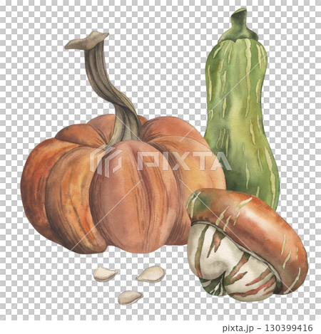 A set of orange pumpkins, green zucchini with seeds. The watercolor illustration of the autumn vegetable harvest is hand-drawn in a botanical style. For packaging design, harvest festival, postcards A set of orange pumpkins, green zucchini with seeds. The watercolor illustration of the autumn vegetable harvest is hand-drawn in a botanical style. For packaging design, harvest festival, postcards 130399416