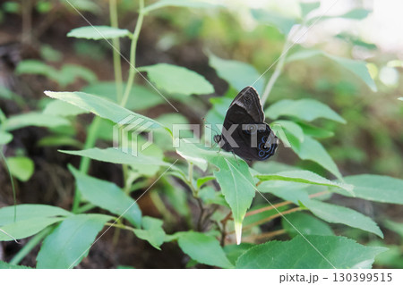 クロヒカゲ:裏翅に目玉模様がある黒いヒカゲチョウをアップ/北八ヶ岳・長野県・8月 クロヒカゲ:裏翅に目玉模様がある黒いヒカゲチョウをアップ/北八ヶ岳・長野県・8月 130399515
