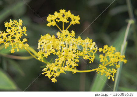 コハナグモがいるオミナエシの花/北八ヶ岳・長野県・8月 コハナグモがいるオミナエシの花/北八ヶ岳・長野県・8月 130399519