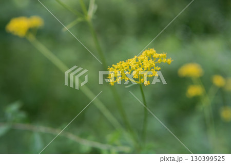 オミナエシの花とコピースペース/北八ヶ岳・長野県・8月 オミナエシの花とコピースペース/北八ヶ岳・長野県・8月 130399525