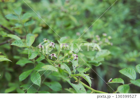 ノイバラ：実に似せた偽筒をアップ／北八ヶ岳・長野県・8月 130399527