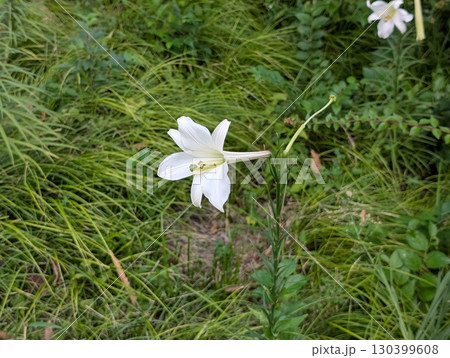 夏の野原に咲く白いタカサゴユリの花 130399608