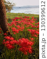 湖沿いに咲く彼岸花 130399612