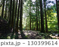 神秘的な森 130399614