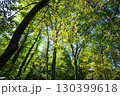 森の中の鮮やかな緑 130399618
