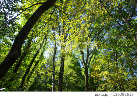 森の中の鮮やかな緑 130399618