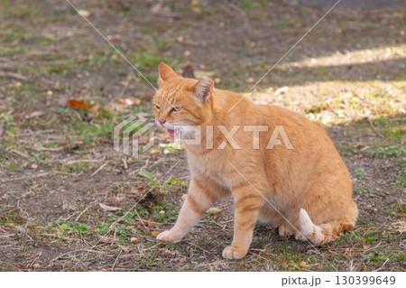 吠える茶トラ猫 130399649