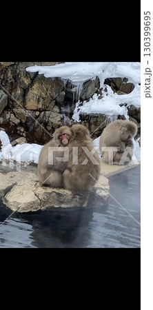 おさるさんの冬 130399695
