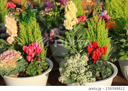 シクラメンの寄せ植え　鉢植えのシクラメン　クリスマスフラワー 130399812