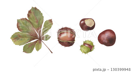 Realistic watercolor hand drawn illustration of horse chestnut  130399948
