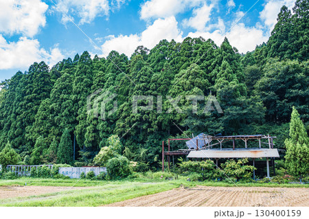 高島市朽木の針葉樹林　滋賀県 130400159