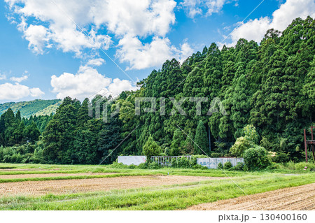 高島市朽木の針葉樹林　滋賀県 130400160