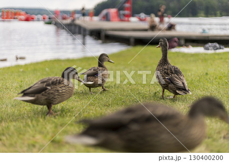 Ducks wander across green grass by the tranquil lake as people relax on the dock, enjoying a sunny afternoon. The serene atmosphere invites nature lovers to unwind Ducks wander across green grass by the tranquil lake as people relax on the dock, enjoying a sunny afternoon. The serene atmosphere invites nature lovers to unwind 130400200