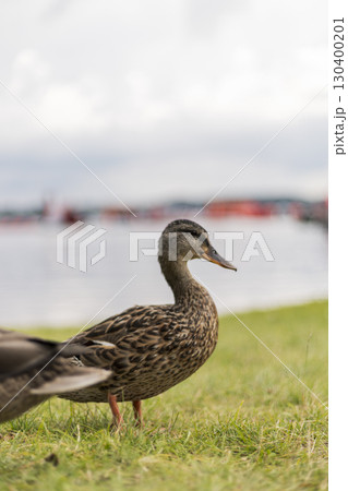 A mallard duck is positioned on lush green grass close to a body of water, capturing the tranquil atmosphere of the outdoors during daylight A mallard duck is positioned on lush green grass close to a body of water, capturing the tranquil atmosphere of the outdoors during daylight 130400201