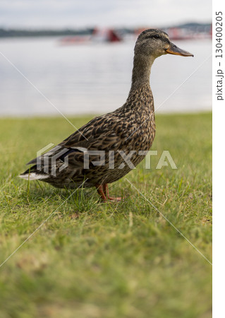 A mallard duck stands gracefully on lush green grass by the lakeshore. Its brown and gray feathers blend with the tranquil water in the background, creating a peaceful atmosphere A mallard duck stands gracefully on lush green grass by the lakeshore. Its brown and gray feathers blend with the tranquil water in the background, creating a peaceful atmosphere 130400205