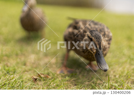 Two ducks explore a lush green lawn by a body of water. One duck is closer to the viewer while another moves in the background, showcasing their natural behavior in bright sunlight Two ducks explore a lush green lawn by a body of water. One duck is closer to the viewer while another moves in the background, showcasing their natural behavior in bright sunlight 130400206