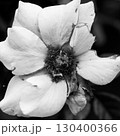 花びらの破れた薔薇の花 130400366