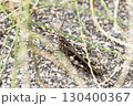 草の陰にかくれるクルマバッタモドキ 130400367