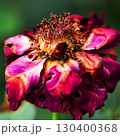 終わりを迎えた薔薇の花 130400368