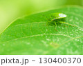 葉の上でじっとしているツヤアオカメムシ 130400370