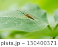 葉に止まるカメムシ 130400371