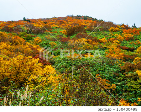 紅葉の栗駒山(神の絨毯) 紅葉の栗駒山(神の絨毯) 130400499