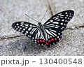 地面にとまるアカボシゴマダラ 130400548