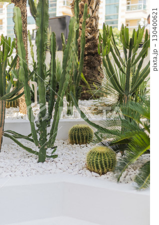A lush garden showcases a variety of cacti and succulents thriving in a contemporary outdoor space. Bright sunlight highlights the textures and colors of the plants A lush garden showcases a variety of cacti and succulents thriving in a contemporary outdoor space. Bright sunlight highlights the textures and colors of the plants 130400621