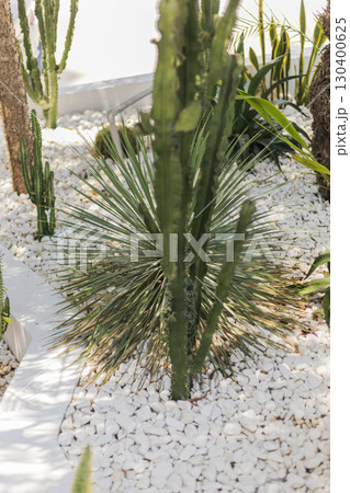 A lush cactus garden showcases diverse species arranged thoughtfully. White gravel surrounds the green plants, creating a serene and minimalist outdoor space for relaxation A lush cactus garden showcases diverse species arranged thoughtfully. White gravel surrounds the green plants, creating a serene and minimalist outdoor space for relaxation 130400625