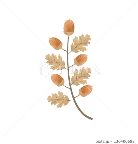 水彩風のどんぐりイラスト（枝付き・枝分かれなし・ブラウン） 130400688