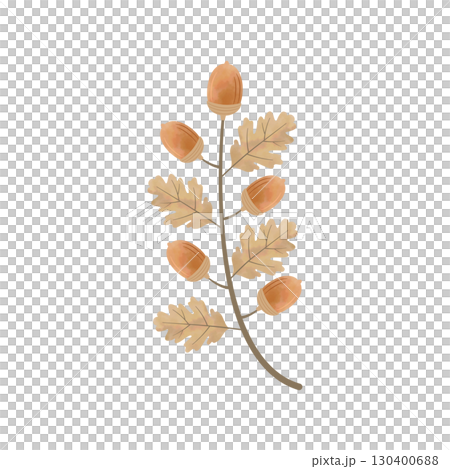 水彩風のどんぐりイラスト（枝付き・枝分かれなし・ブラウン） 130400688