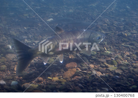 千歳川のサケ(千歳サケのふるさと館、現在は サケのふるさと 千歳水族館) 千歳川のサケ(千歳サケのふるさと館、現在は サケのふるさと 千歳水族館) 130400768