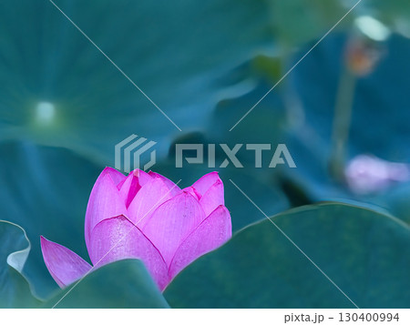 ピンクの蓮の花びら ピンクの蓮の花びら 130400994