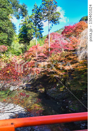 京都 三尾 清滝川と美しい紅葉 (京都府京都市右京区) 京都 三尾 清滝川と美しい紅葉 (京都府京都市右京区) 130401024