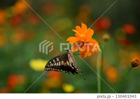 キバナコスモスと蝶 キバナコスモスと蝶 130401043