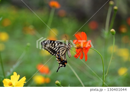 キバナコスモスと蝶 キバナコスモスと蝶 130401044