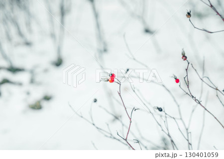 wild rose hips with red berries on thin branches in snowy winter landscape, minimalistic seasonal scene, concept of nature, ecology and cold season survival wild rose hips with red berries on thin branches in snowy winter landscape, minimalistic seasonal scene, concept of nature, ecology and cold season survival 130401059