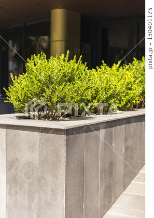 Lush green plants are arranged neatly in a sleek concrete planter, enhancing the outdoor space of a contemporary building bathed in sunlight Lush green plants are arranged neatly in a sleek concrete planter, enhancing the outdoor space of a contemporary building bathed in sunlight 130401175