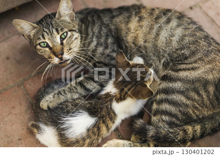An adult striped cat lounges on a sunny brick surface while a playful kitten nuzzles against it. The warm tones enhance the cozy atmosphere of their bond during a quiet afternoon An adult striped cat lounges on a sunny brick surface while a playful kitten nuzzles against it. The warm tones enhance the cozy atmosphere of their bond during a quiet afternoon 130401202