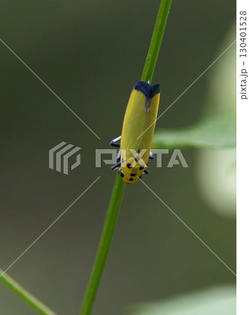 ツマグロヨコバイ 130401528