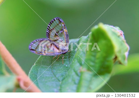 スケバハゴロモ 130401532